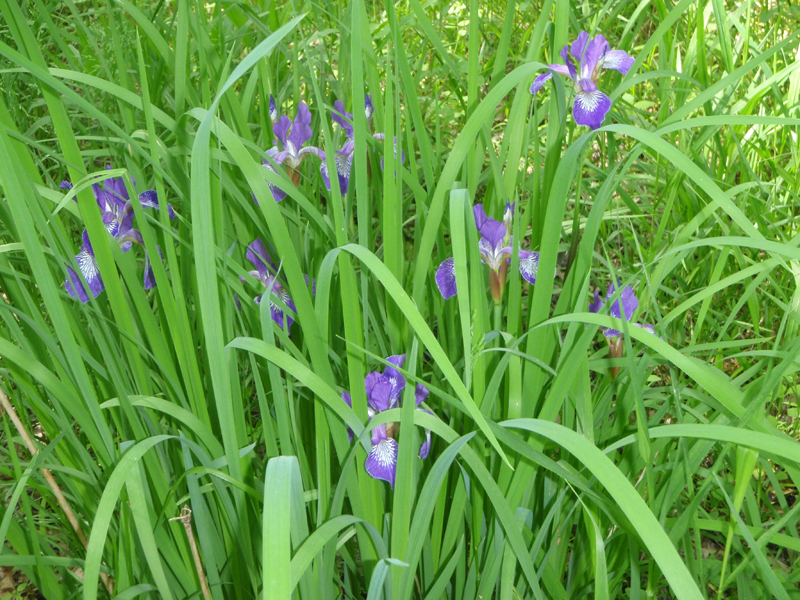 Northern Blue Flag Iris Picture