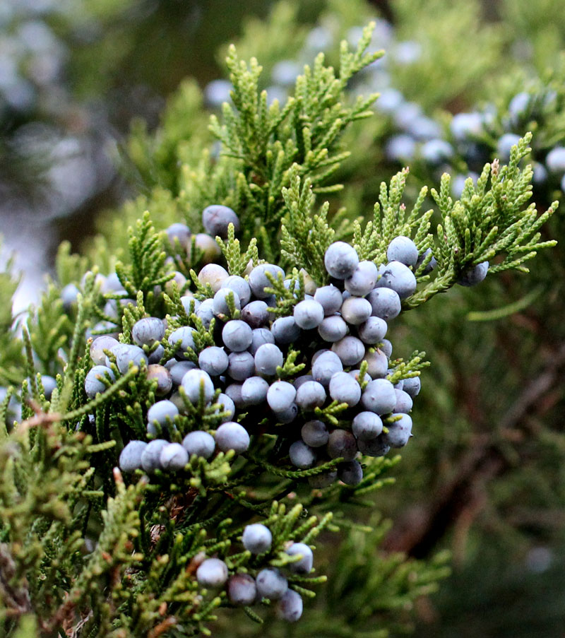 juniperus virginiana cone