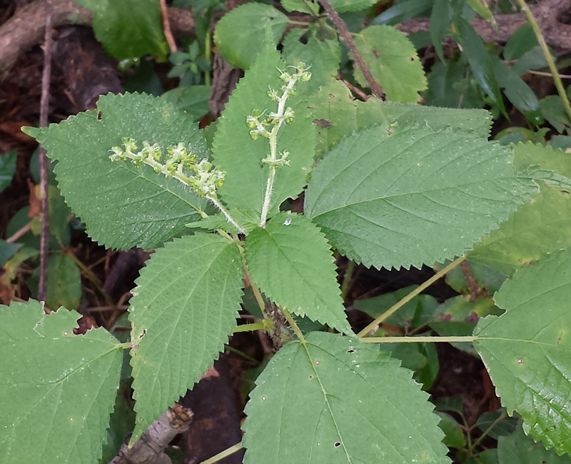 Canadian Wood-Nettle Picture