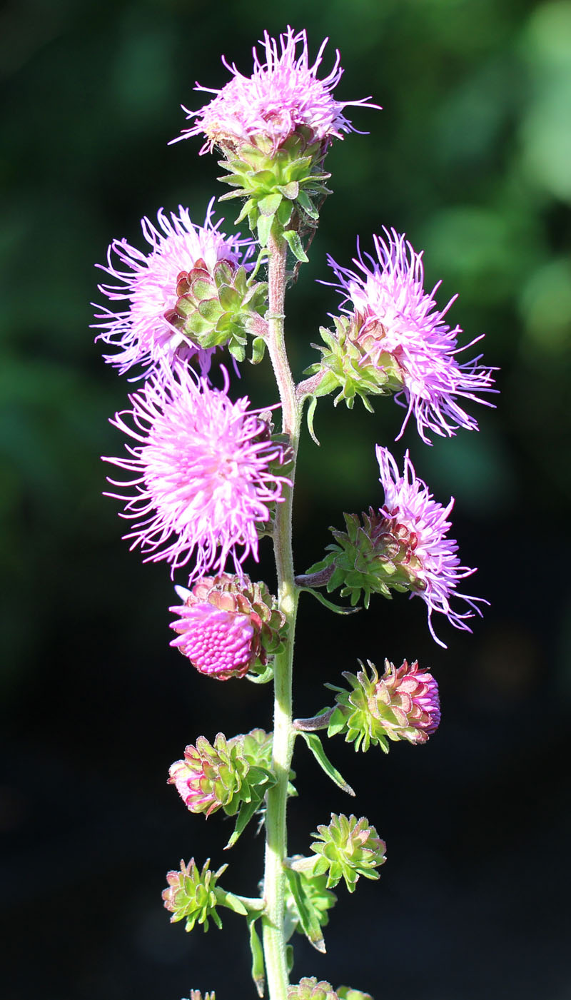 Liatris scariosa var. nieuwlandii, Northern Blazing Star at Toadshade ...