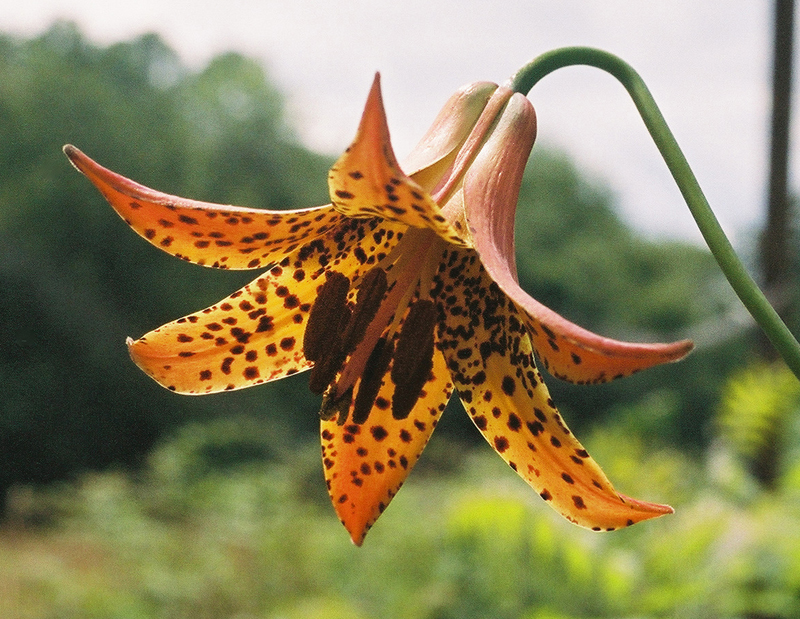 Canada Lily Picture