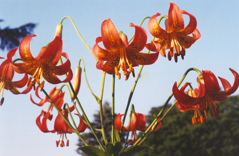 Canada Lily Picture