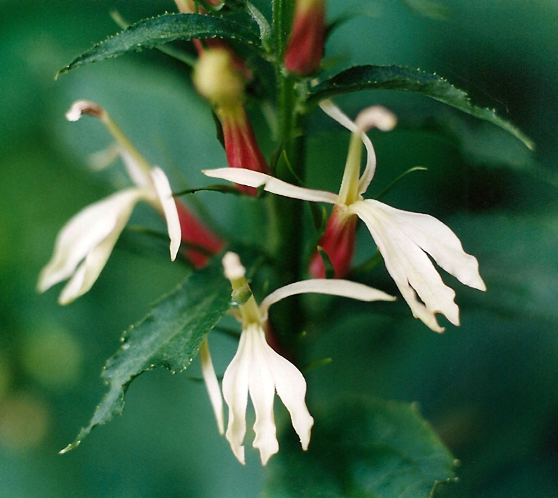 Cardinal Flower (White/Pink form) Picture