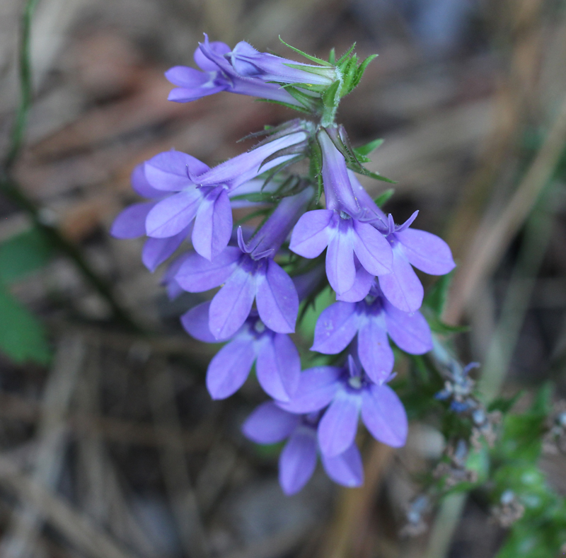 Downy Lobelia Picture