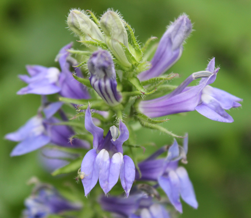 Great Blue Lobelia Picture