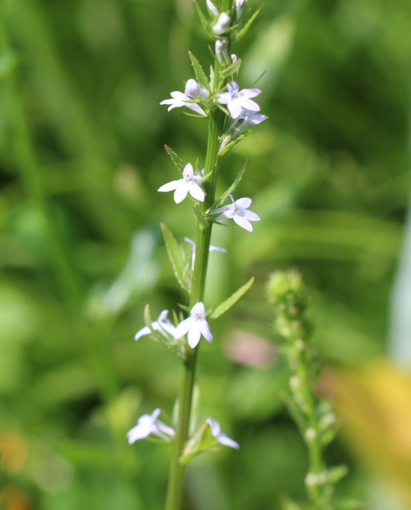 Palespike Lobelia Picture