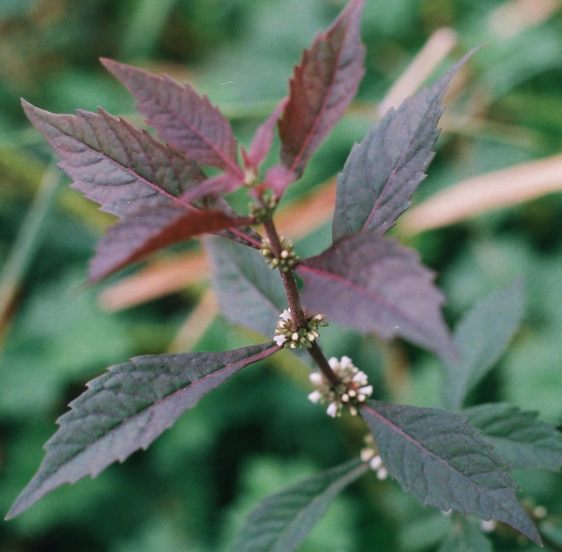 Northern Bugleweed Picture