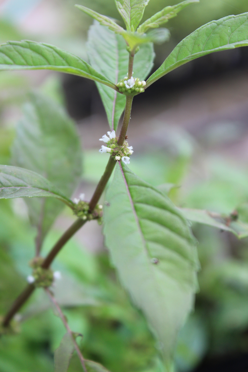 Virginia Water Horehound Picture