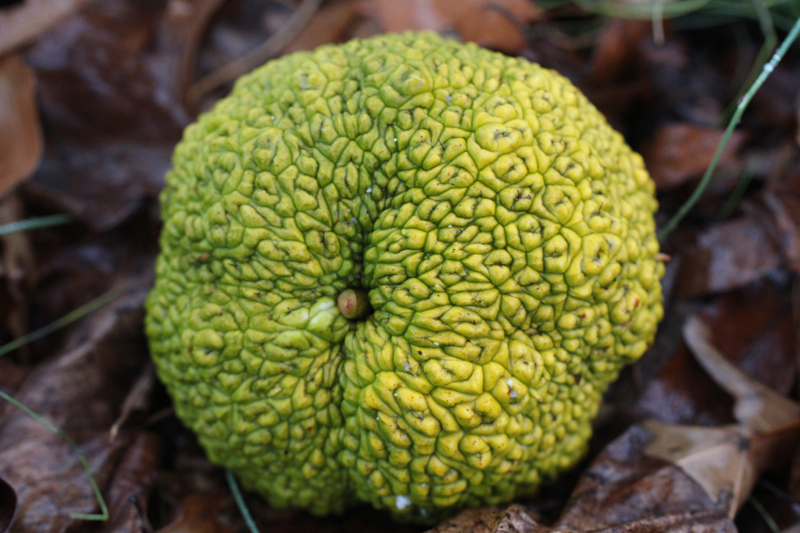 Osage Orange Picture