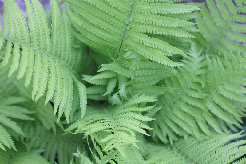 Ostrich Fern Picture