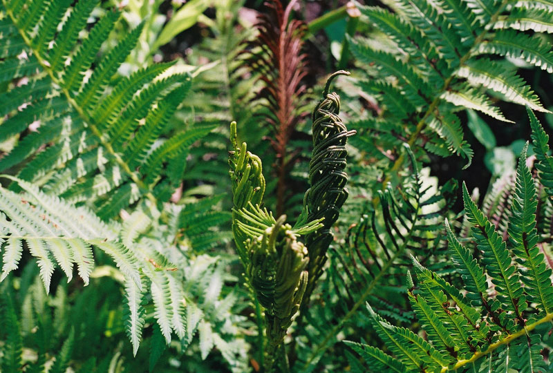 Ostrich Fern Picture