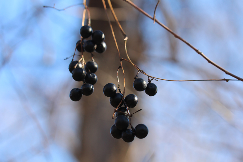 Canada Moonseed Picture