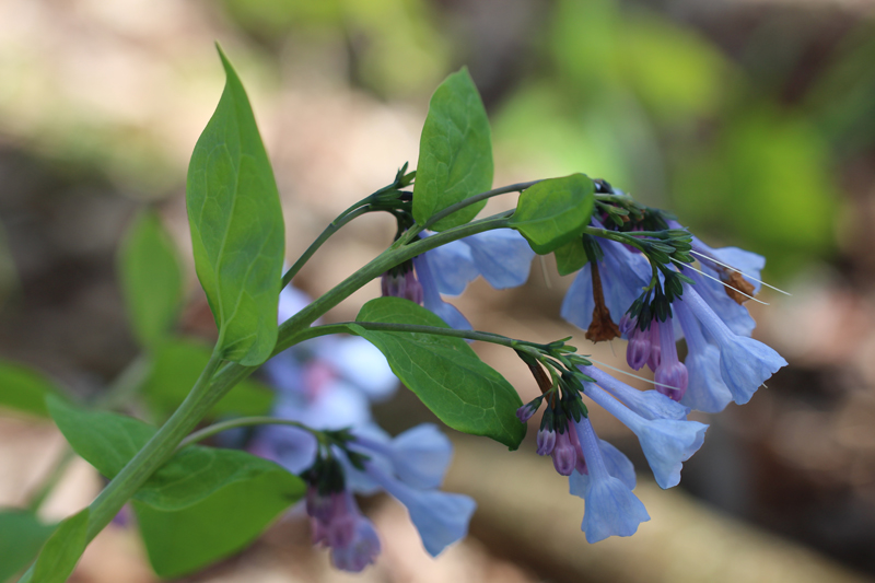 Virginia Bluebells - Mertensia virginica