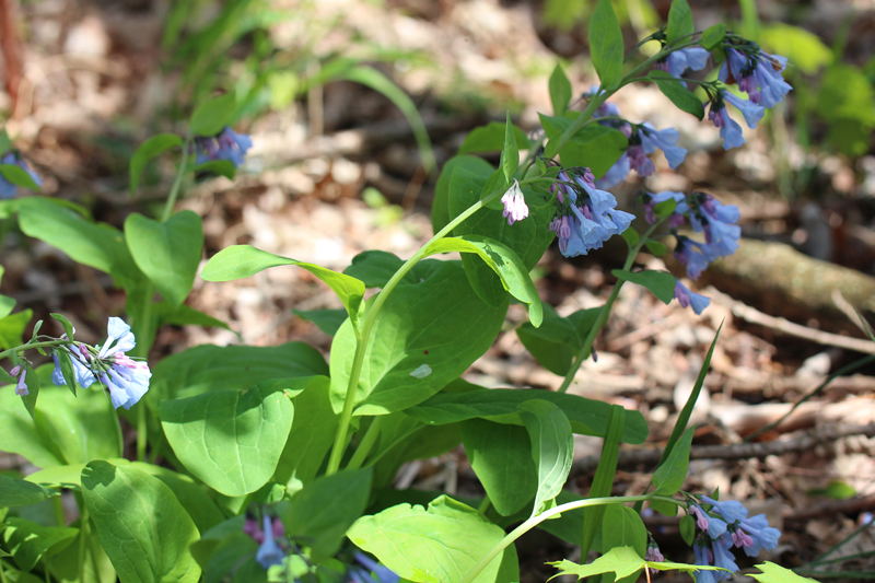 Mertensia virginica - Virginia bluebells – www.