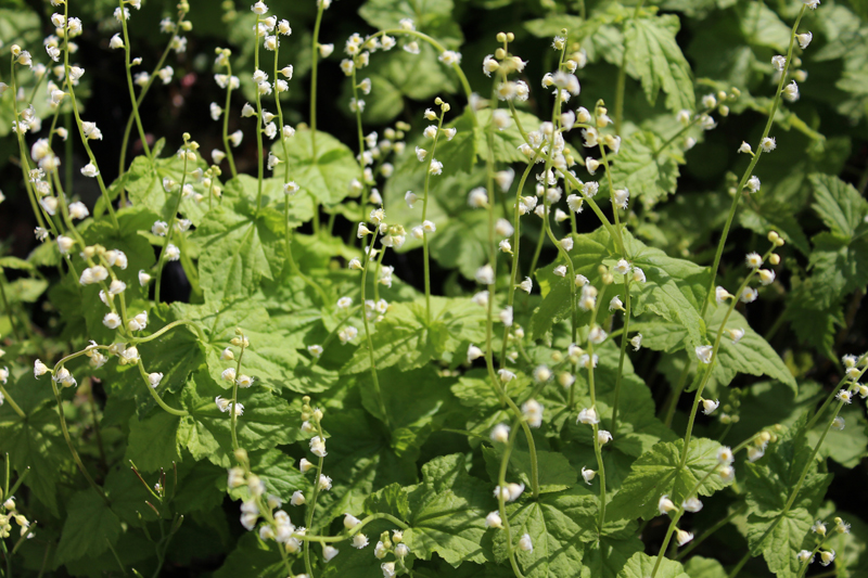 Twoleaf Miterwort Picture