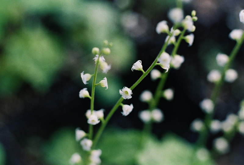 Twoleaf Miterwort Picture