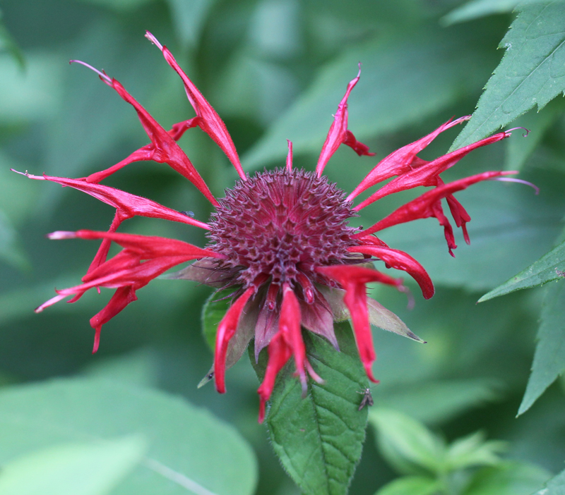 Scarlet Beebalm Picture