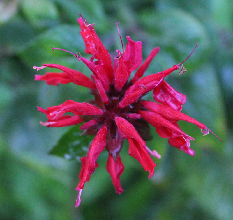Scarlet Beebalm Picture