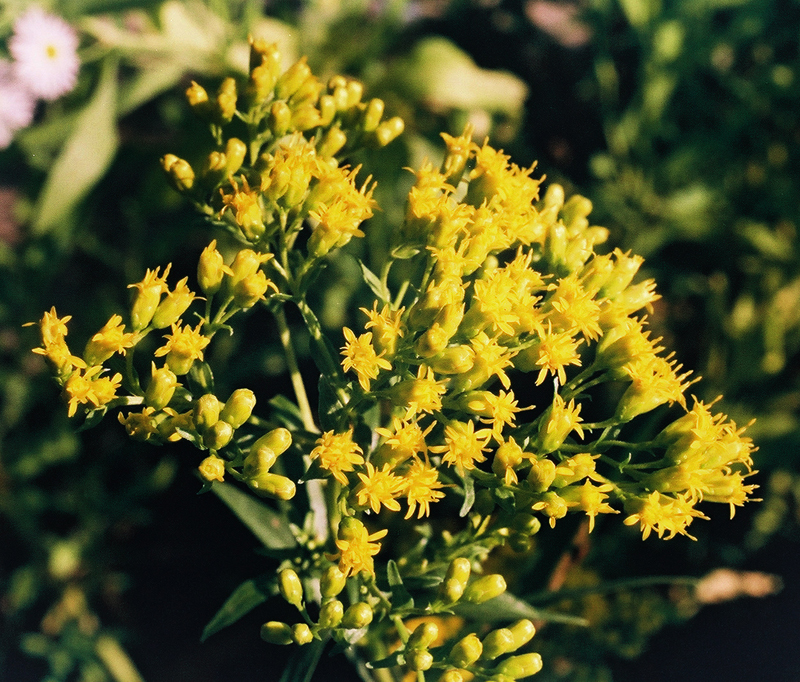 Riddell's Goldenrod Picture