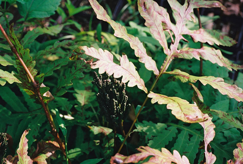 Sensitive Fern Picture