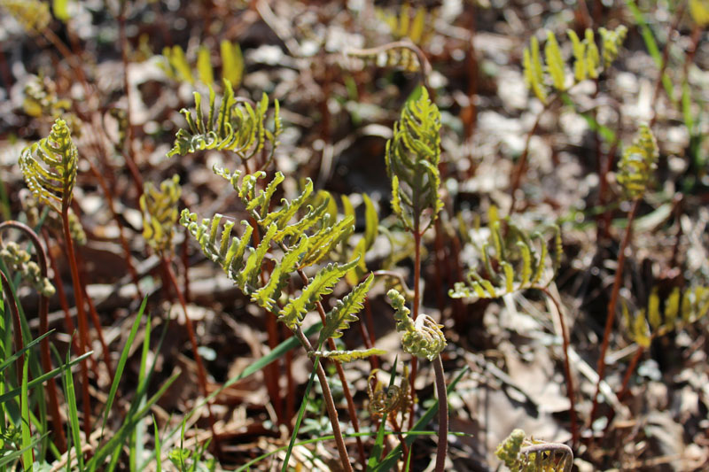 Sensitive Fern Picture