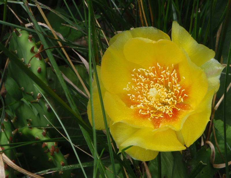 Prickly Pear Cactus Picture