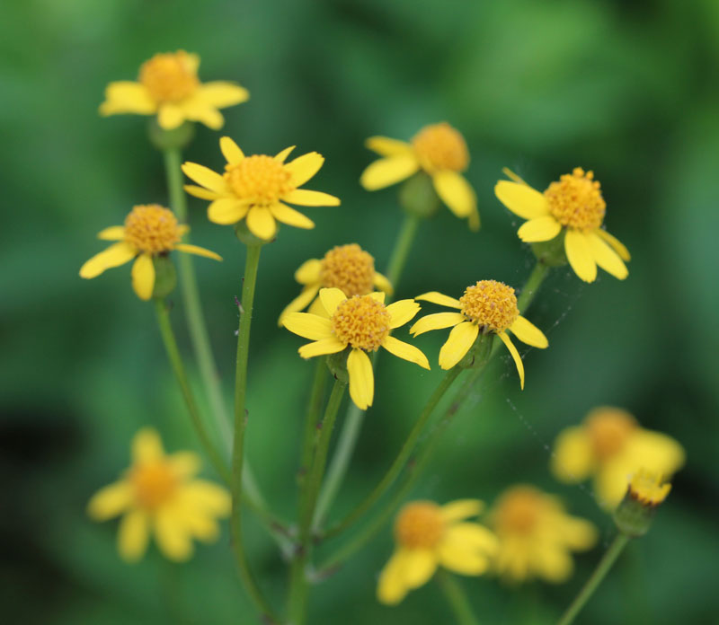 Roundleaf Ragwort Picture