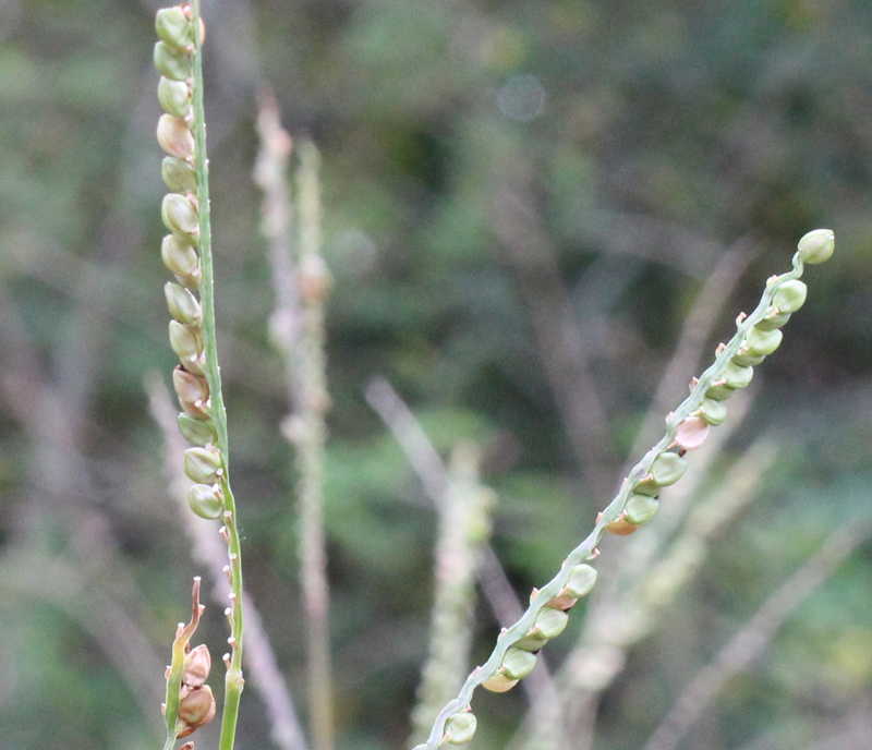 Florida Paspalum Picture