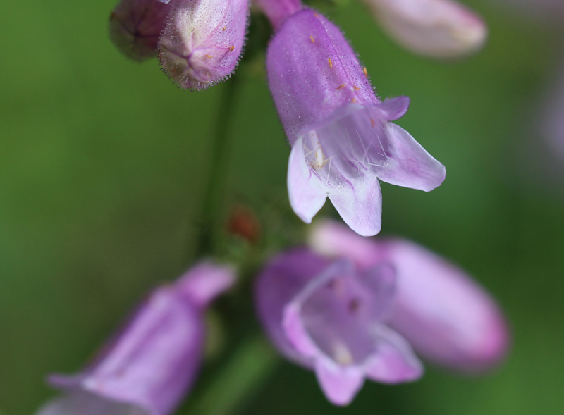 Calico Beardtongue Picture