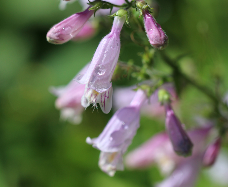 Eastern Gray Beardtongue Picture