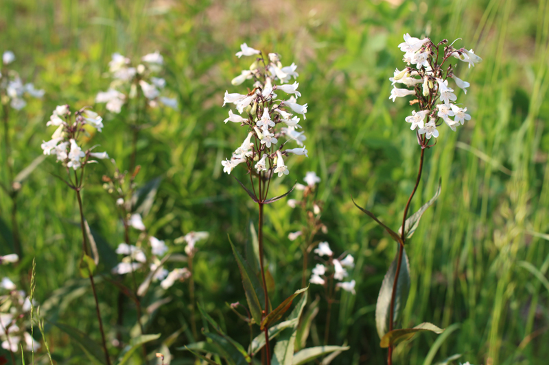 Tall White Beardtongue Picture