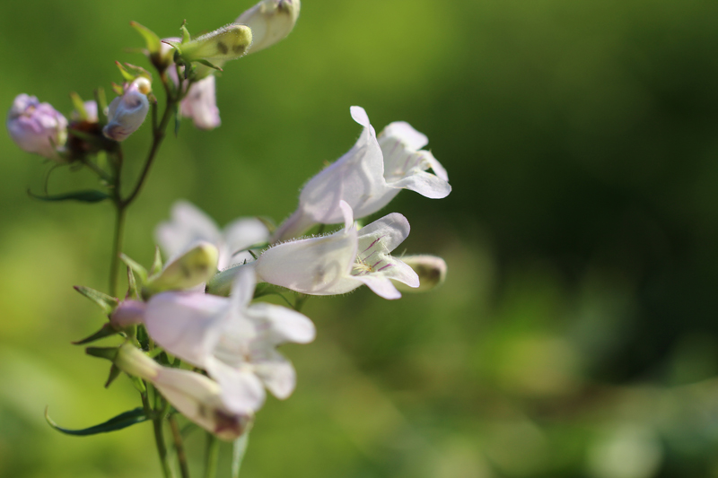 Eastern Smooth Beardtongue Picture