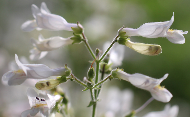 Pale Beardtongue Picture