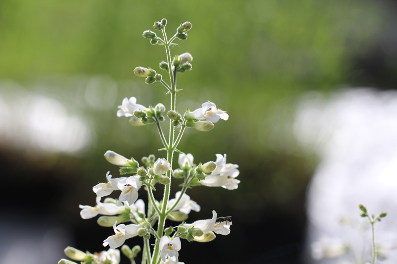 Pale Beardtongue Picture