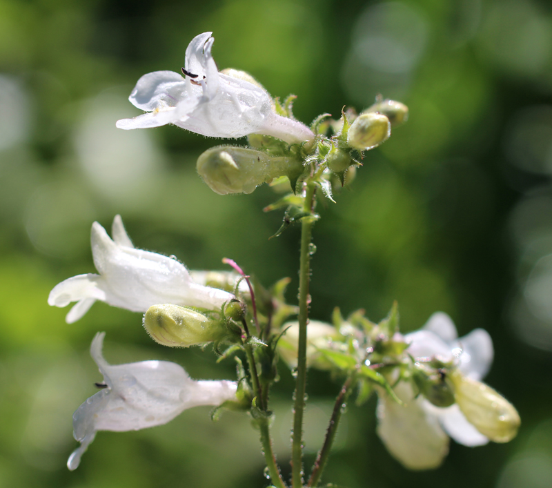 White Wand Beardtongue Picture