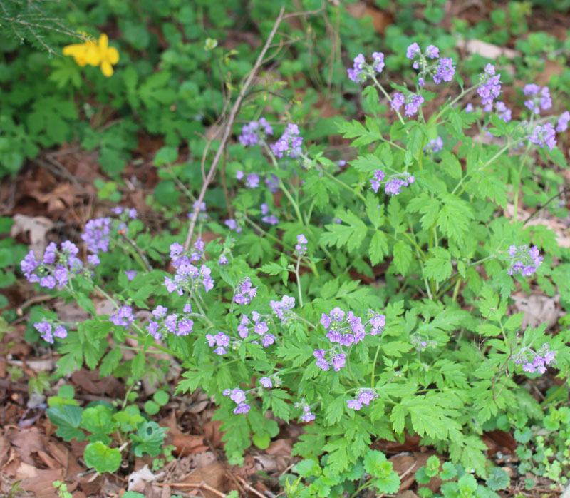 Fernleaf Phacelia Picture