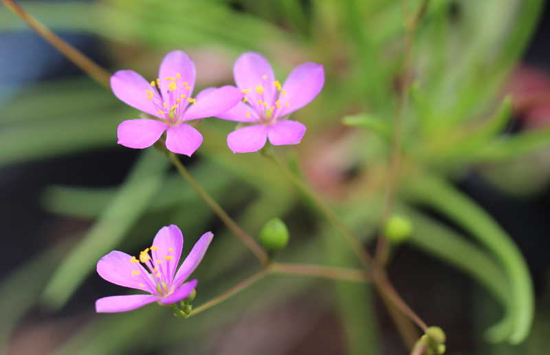 Appalachian Fameflower Picture