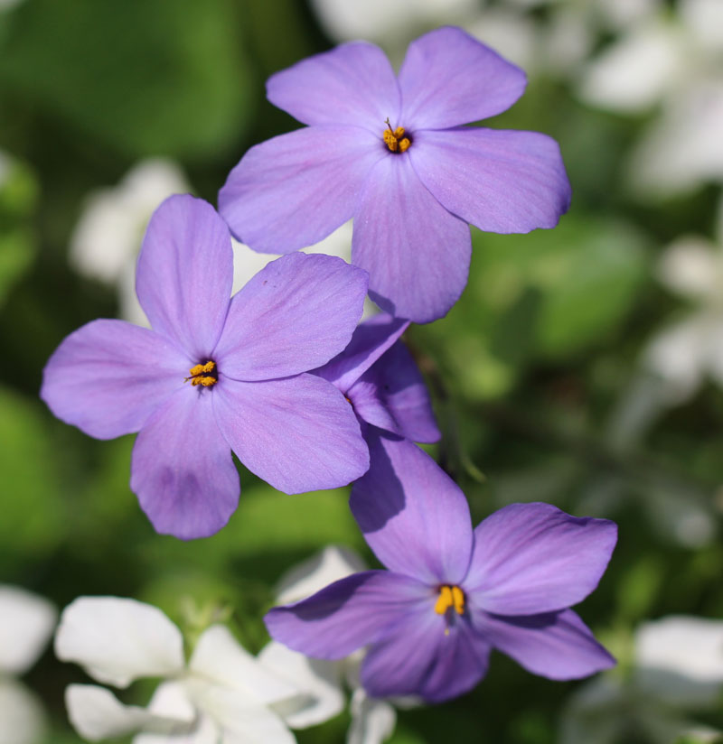 Creeping Phlox Picture