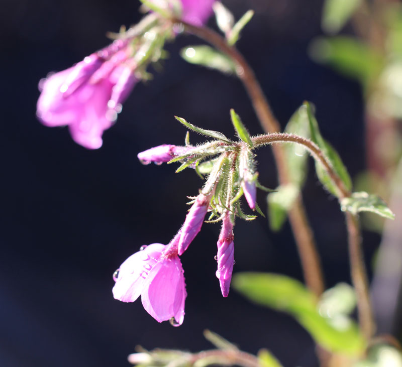 Creeping Phlox Picture