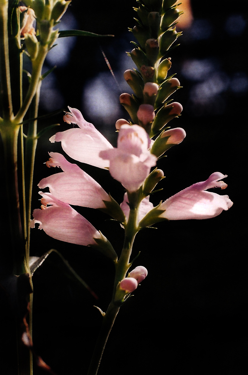 Obedient Plant Picture