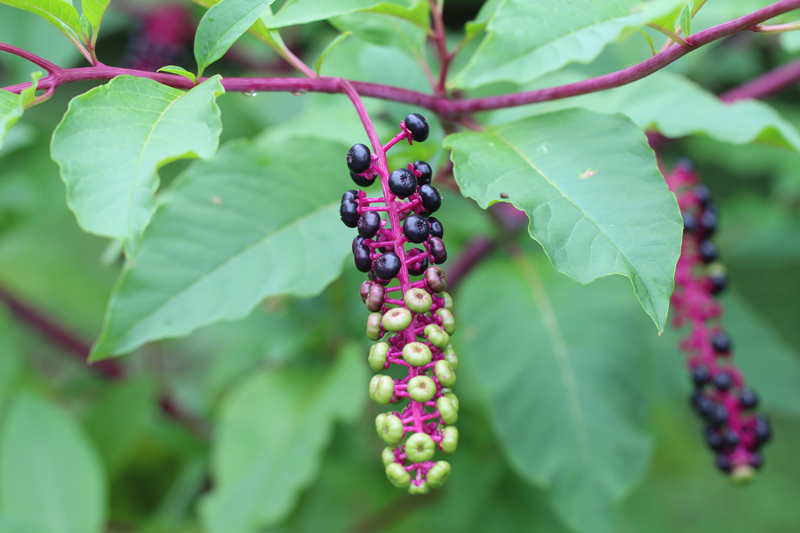 American Pokeweed Picture