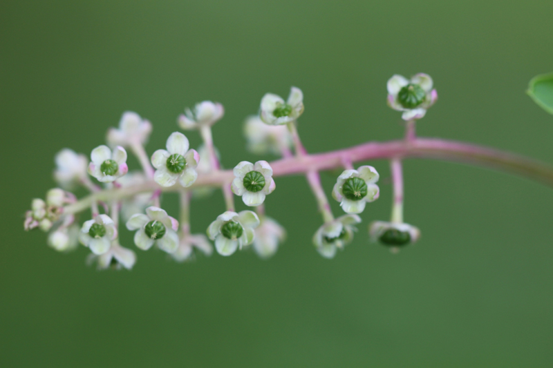 American Pokeweed Picture