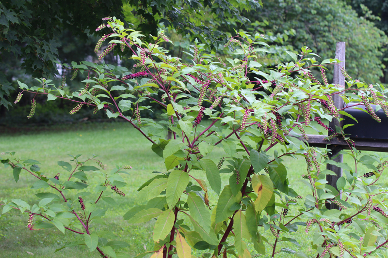 American Pokeweed Picture