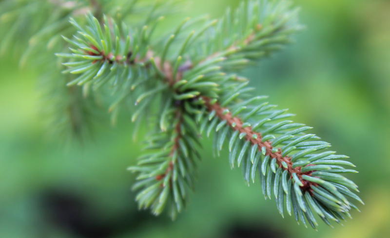 Black Spruce Picture