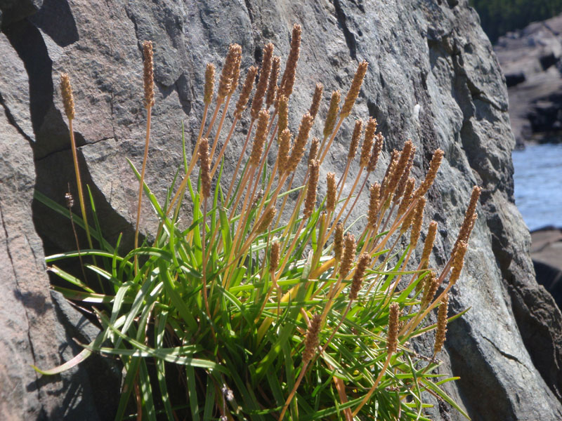 Seaside Plantain Picture