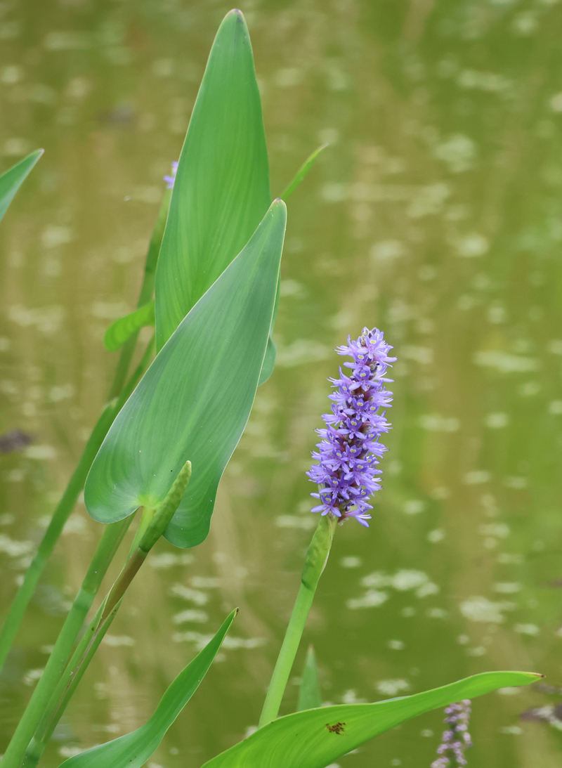 Pickerel Weed Picture