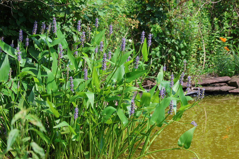 Pickerel Weed Picture