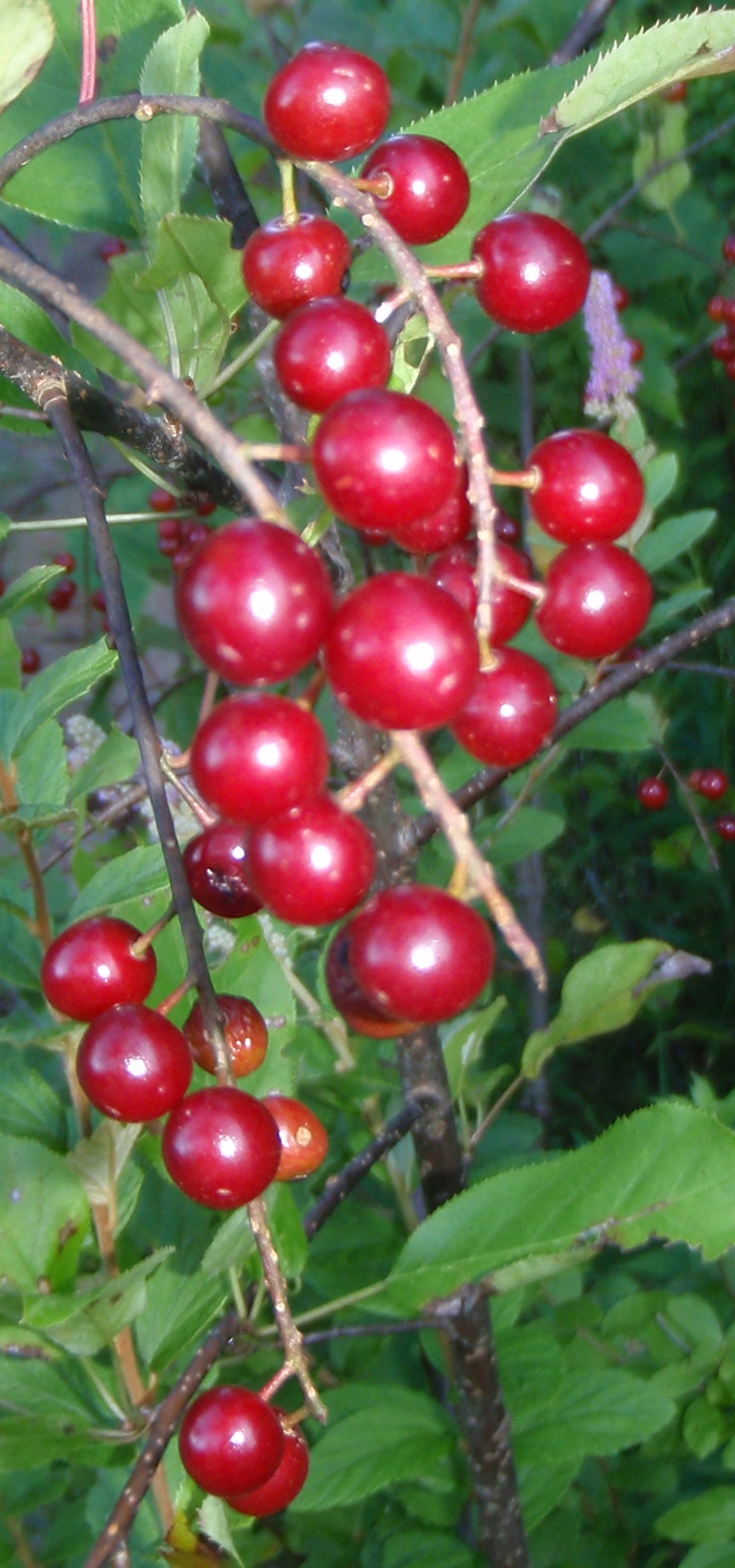 Chokecherry Picture