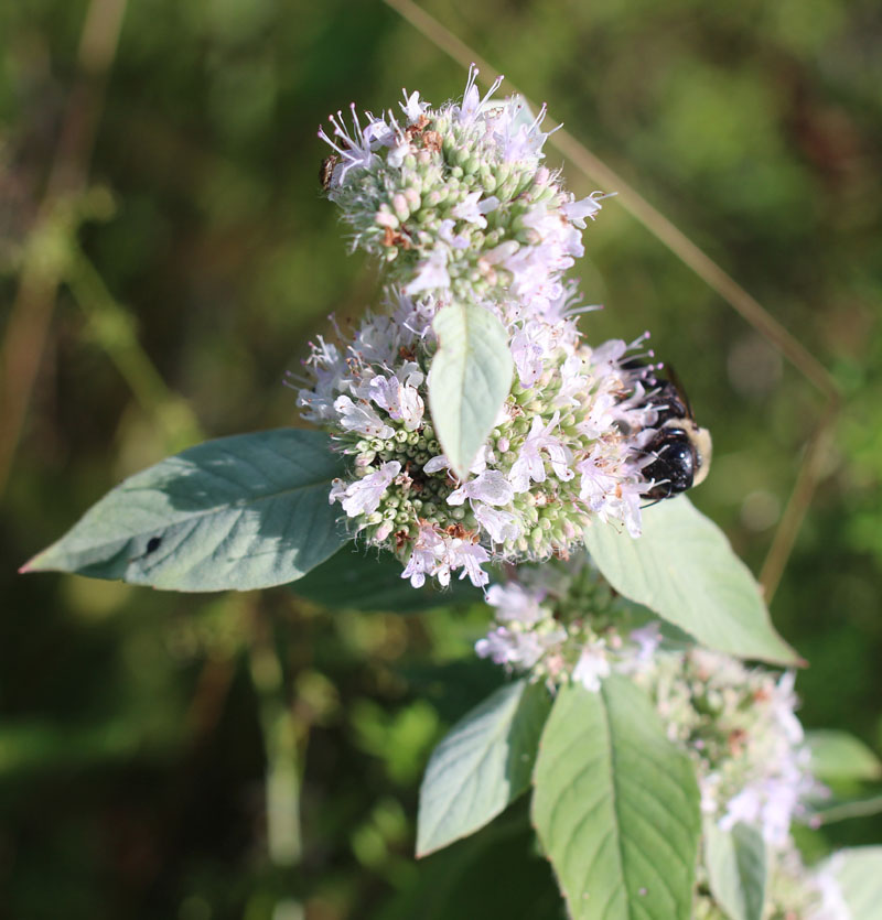 Hoary Mountainmint Picture