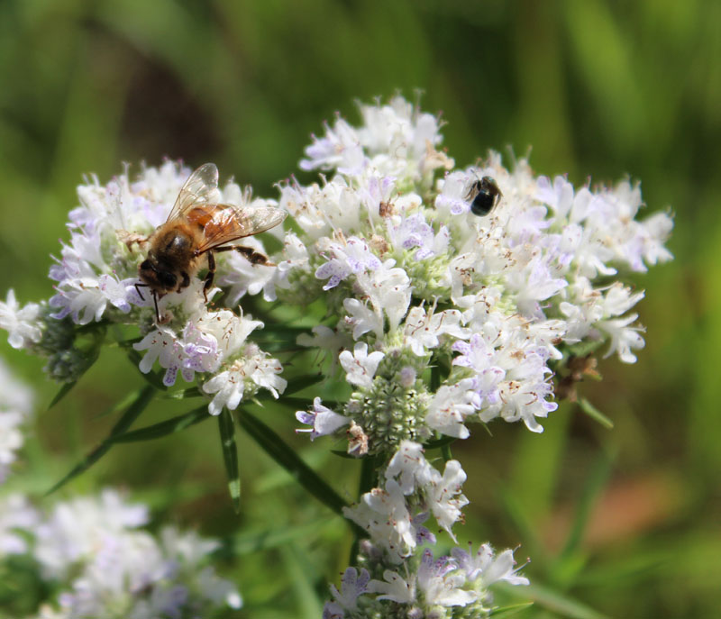 Slender Mountain Mint Picture